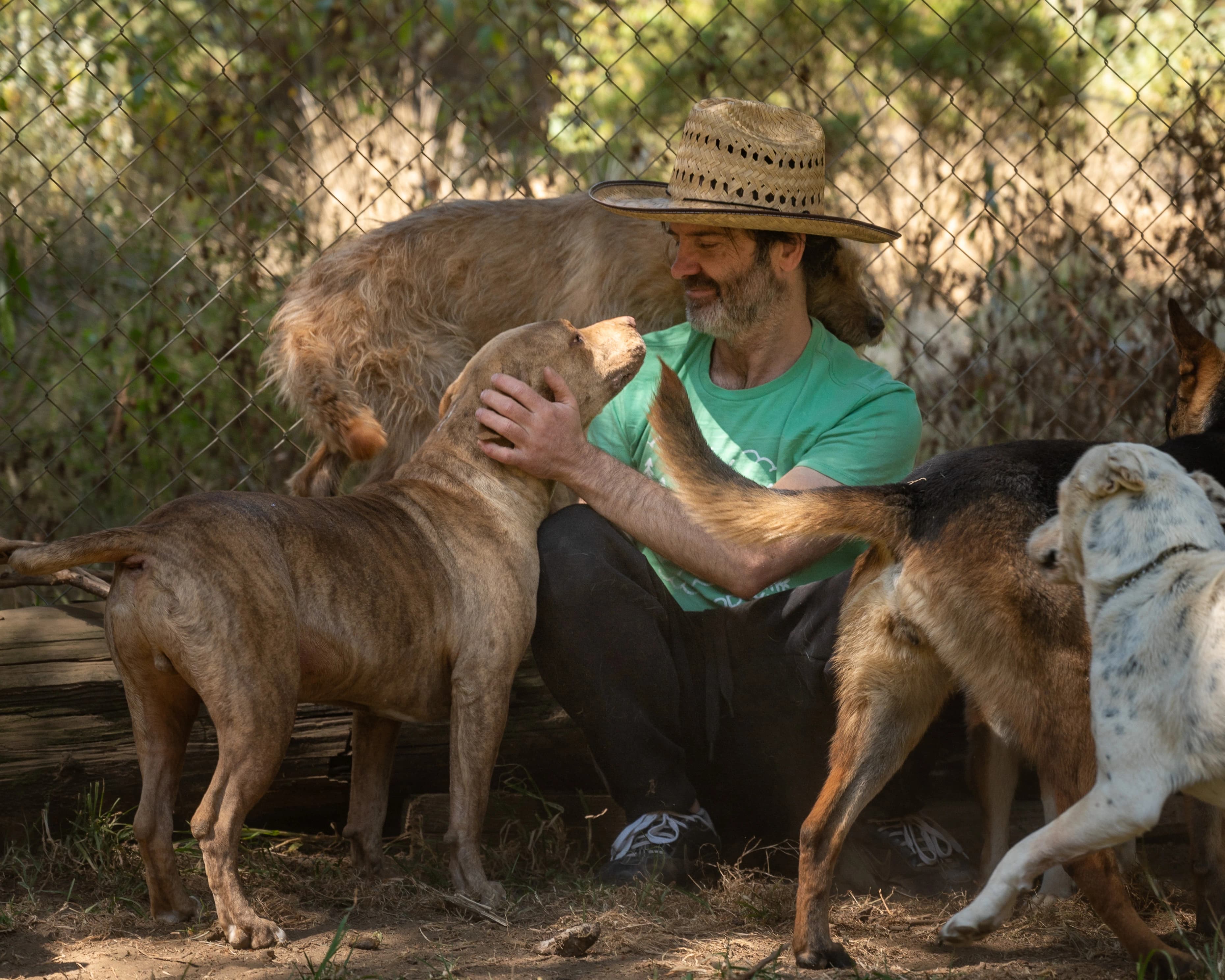Owner playing with dogs